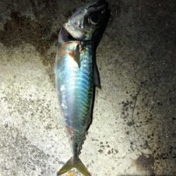 鯖からの太刀魚