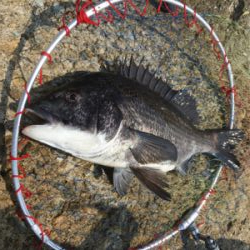 本日は魚の活性が高い！