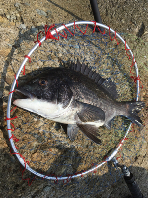 本日は魚の活性が高い！