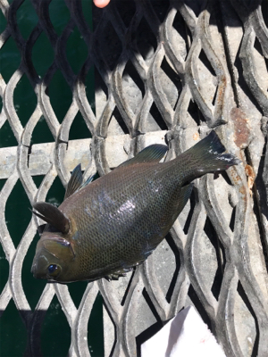 お盆休み、子供とサビキ釣り