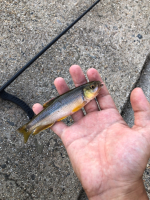 近所の川で小物釣り