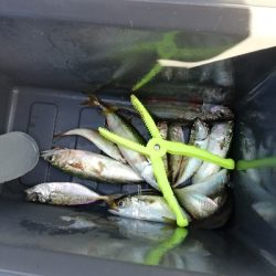 初の釣り方で・・・