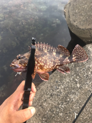 根魚祭り