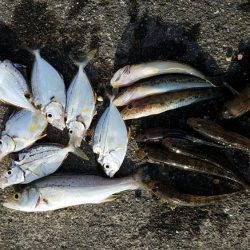焼津河口周辺で　ハゼ釣りカサゴも釣れました