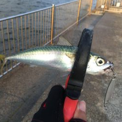 サバ釣れる〜