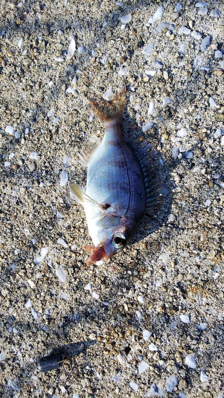 アオイソメで餌釣り