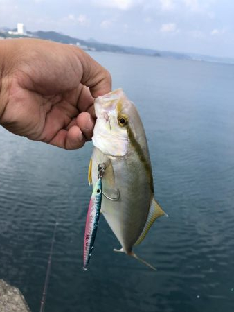 ライトジギング 和歌山県 串本港 ショアジギング カンパチ ネイリ 陸っぱり 釣り 魚釣り 釣果情報サイト カンパリ