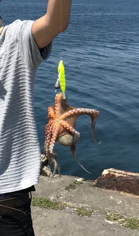 今年初のタコ釣り