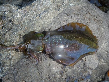 風が強い