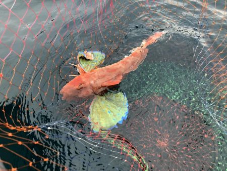 2馬力ボートで巨大ホウボウが2連続ゲット♪