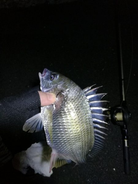 南港フェリーヘチ釣り （小キビレ、ガシラ釣果）