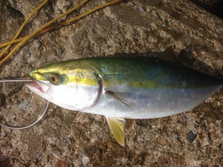 盆休み釣行ツバスのみ