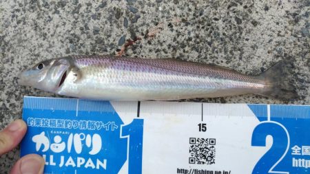 田子の浦 良型シロギス釣れてます！