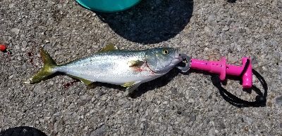 やっぱり生き餌が一番