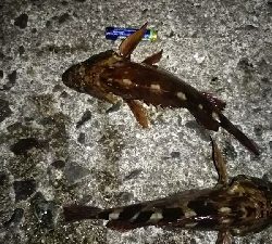 夜明けの釣り