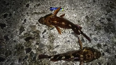 夜明けの釣り