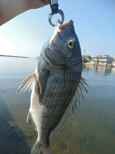 今日の釣果