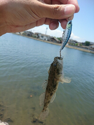 今日の釣果