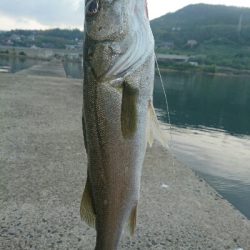 今日の釣果