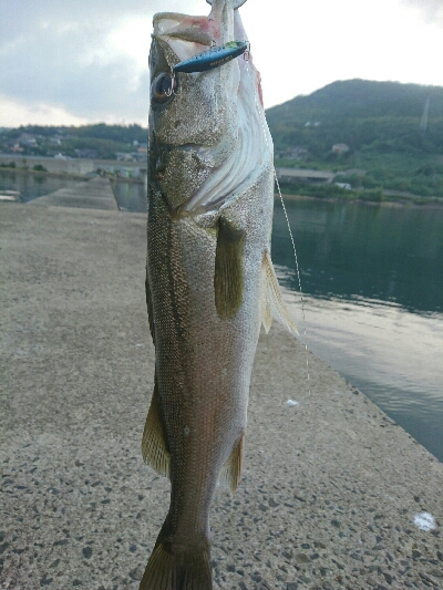 今日の釣果