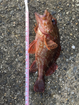 今回はサンマの切り身で釣れました