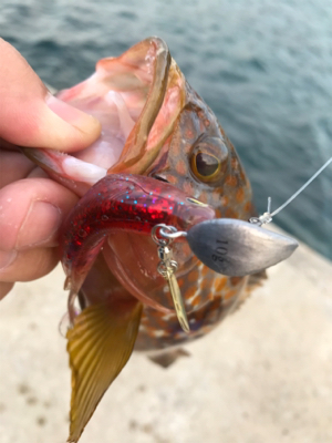 オヤジ達の釣り旅行2日目