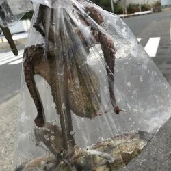 タコ狙いとジクサビキでまさかの魚