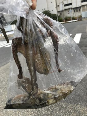 タコ狙いとジクサビキでまさかの魚