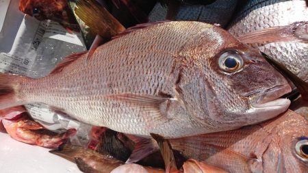 鯛釣り