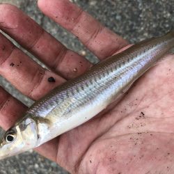 キスの試し釣りに行きましたー！