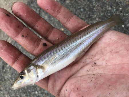 キスの試し釣りに行きましたー！