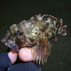 南港フェリーヘチ釣り （小キビレと小ガシラ釣果ぐらい。。）