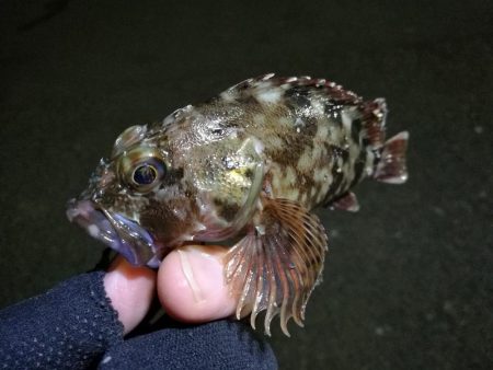 南港フェリーヘチ釣り （小キビレと小ガシラ釣果ぐらい。。）