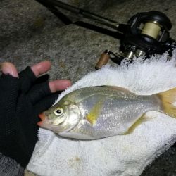 南港フェリーヘチ釣り （続渋め！小キビレ、ウミタナゴ釣果）