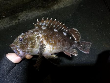 南港フェリーヘチ釣り （小キビレ、ガシラ釣果）