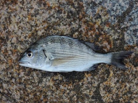 残暑のキス釣り