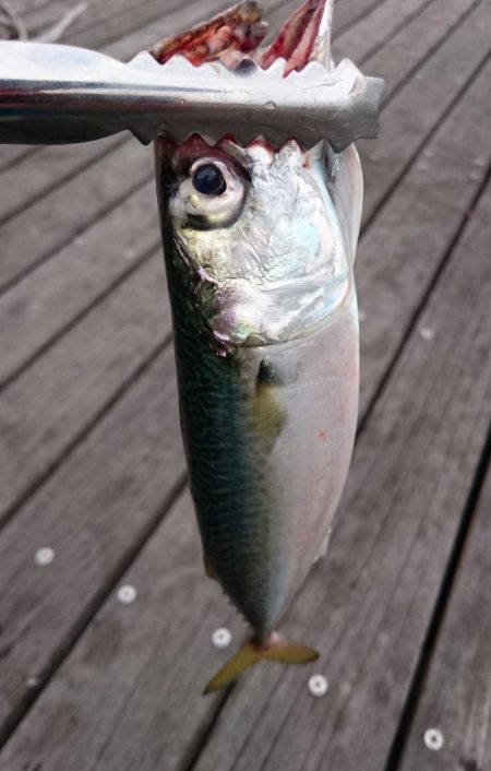 しつこく湾奥タチウオ調査