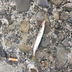 回遊魚多数確認