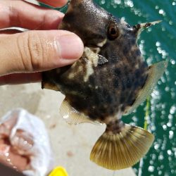 イワシ釣り　～台風後、何かが変わった～