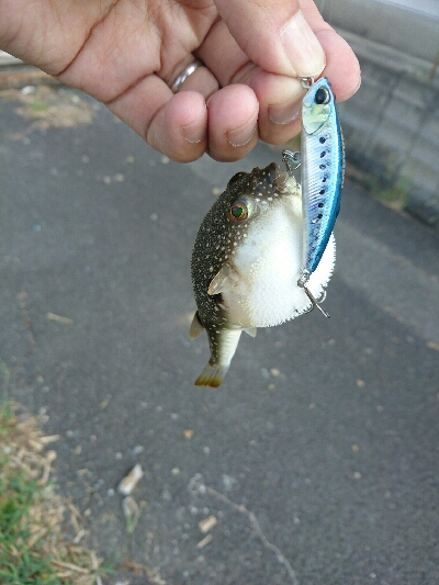 今日の釣果