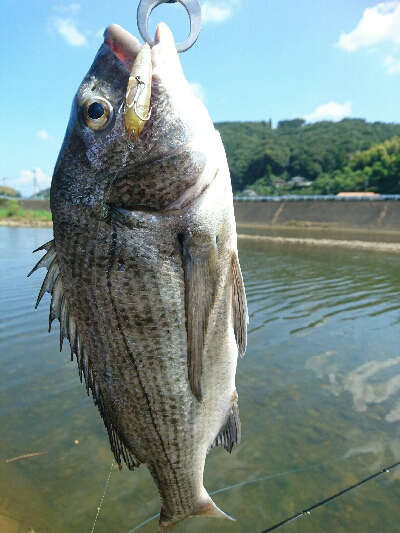 今日の釣果