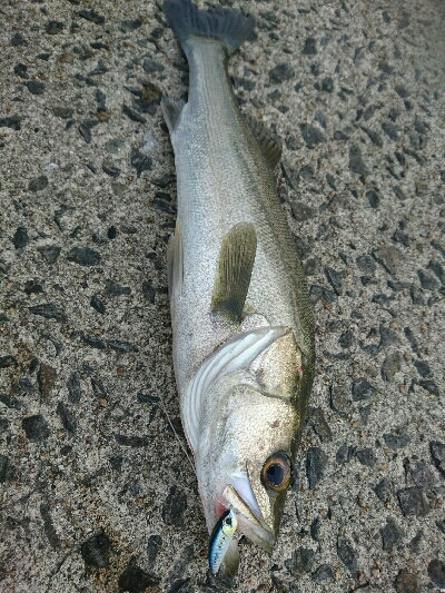 今日の釣果