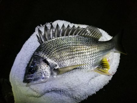 南港フェリーヘチ釣り （小キビレと小ガシラ釣果ぐらい。。）