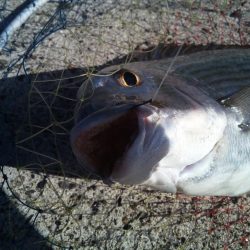 久しぶりのヘチ釣りで良サイズのヘダイ