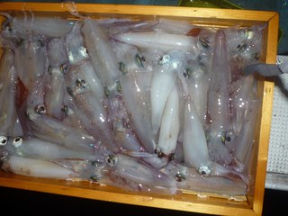 松福丸 釣果