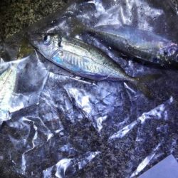焼津港　太刀魚、カサゴ、アジ、サバ