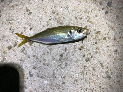 小さい魚たくさん 淡路島 福良湾 アジング メバル 陸っぱり 釣り 魚釣り 釣果情報サイト カンパリ
