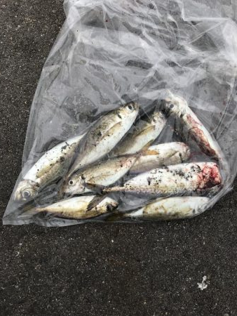 タコ狙いとジクサビキでまさかの魚