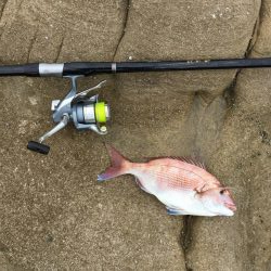 磯でカゴ釣り