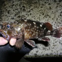 南港カモメ大橋ヘチ釣行 （真チヌ47ｃｍ！ 釣果とその他）